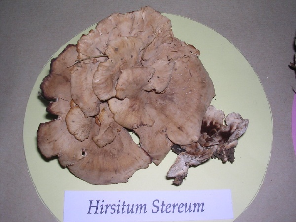 HIRSITUM STEREUM
